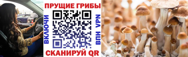 кракен зеркало  Дюртюли  даркнет формула  Псилоцибиновые грибы Psilocybine cubensis 